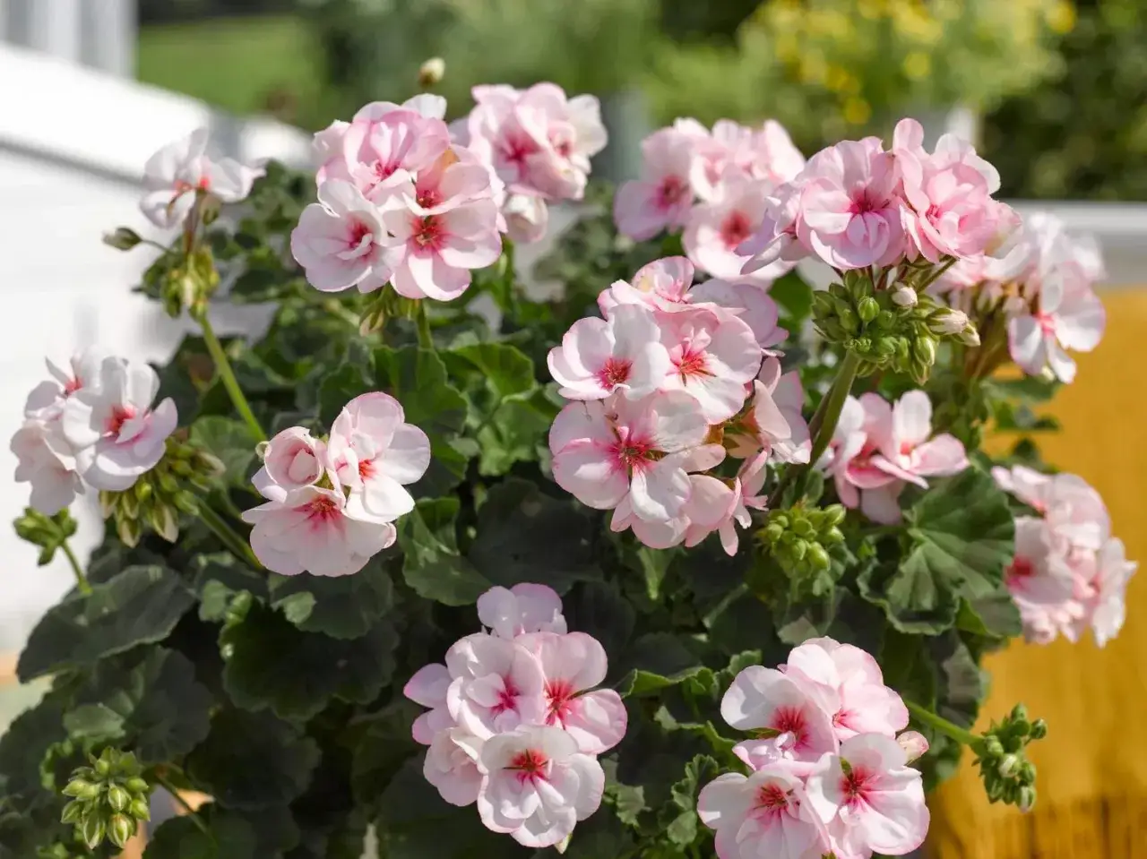 En buske med ljusrosa blommor, &aring;rets pelargon Estelle, blommar i solen.