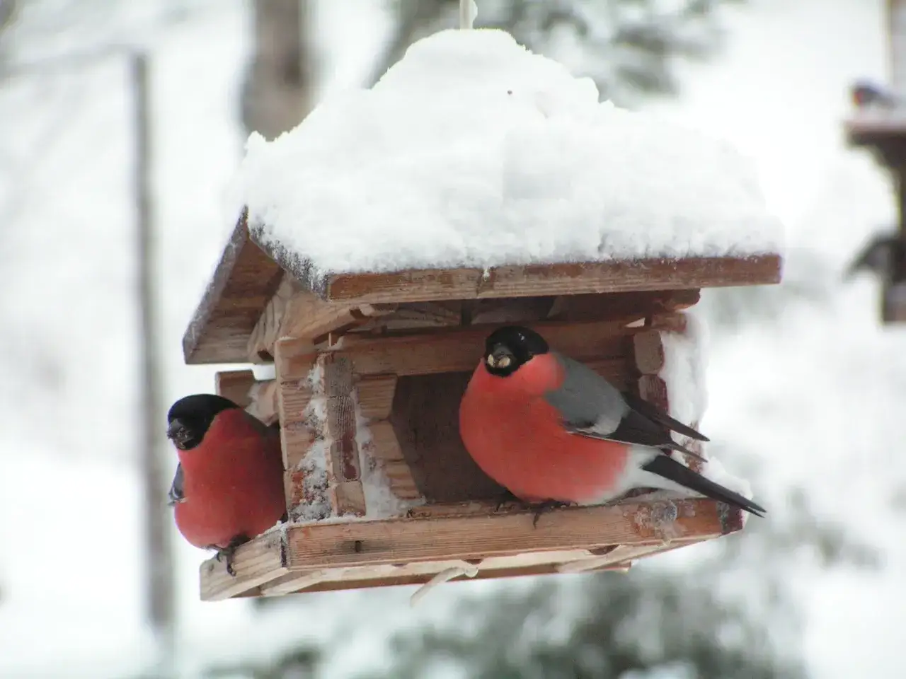 Två domherrar njuter av domherre mat i ett snötäckt fågelhus.