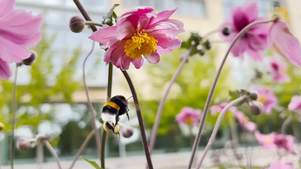 En stor humla med gula och svarta r&auml;nder flyger mot en rosa blomma med gul mitt.