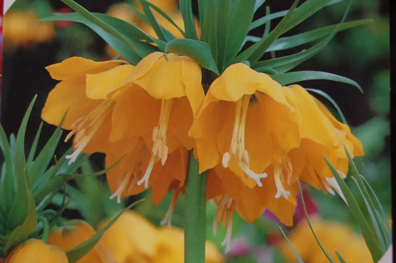 Vackra orange kejsarkrona giftig blommor med gr&ouml;na blad.