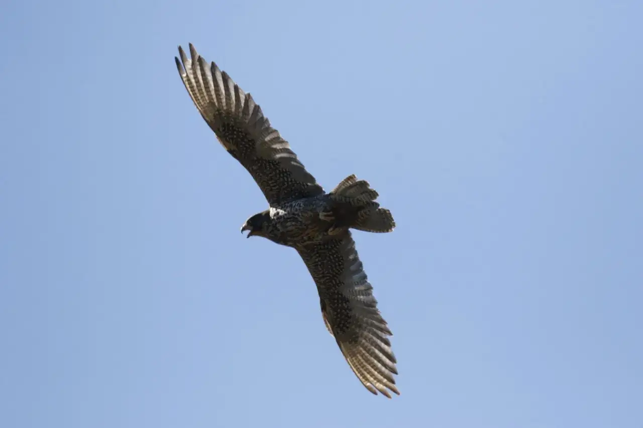 En falk underifr&aring;n med utbredda vingar mot en klarbl&aring; himmel. Fj&auml;drarna &auml;r detaljerade med m&ouml;rka prickar och r&auml;nder.