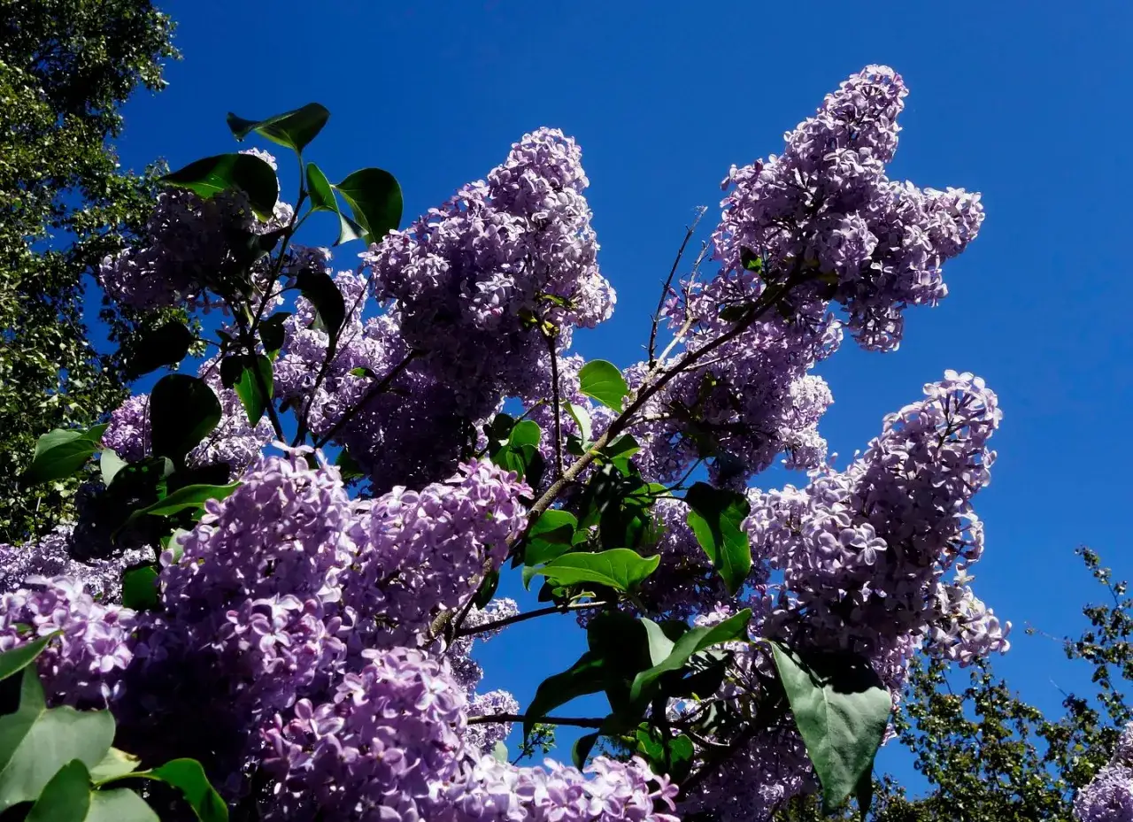 Lila syrenblommor mot en klarblå himmel. Denna syren invasiv sprider sig snabbt och blommar rikligt.