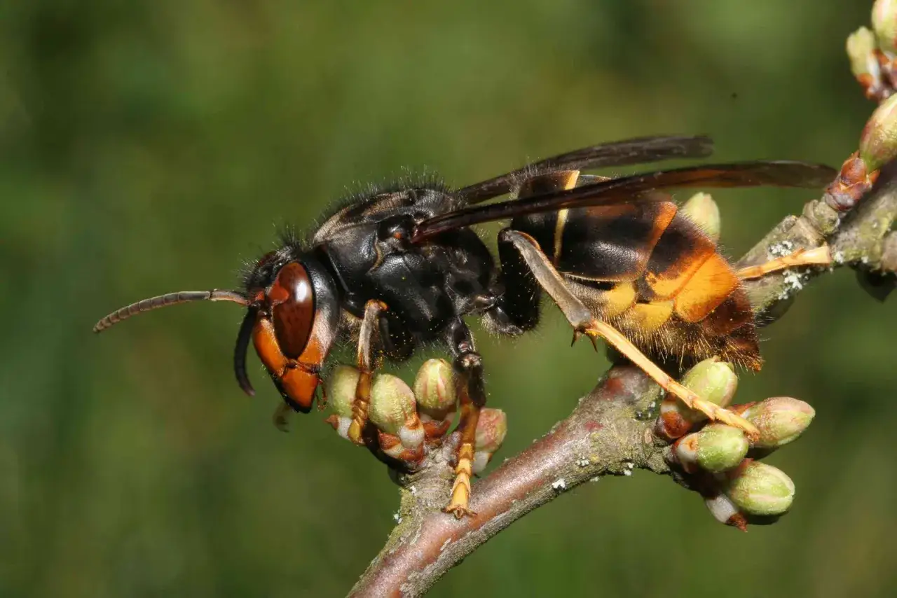 En asiatisk b&aring;lgeting med orange och svarta markeringar sitter p&aring; en gren med knoppar.