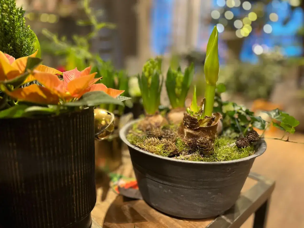 V&auml;xande julblommor i kruka, med amaryllis och hyacinter som f&ouml;rbereder sig f&ouml;r att blomma. En julst&auml;mning b&ouml;rjar ta form.