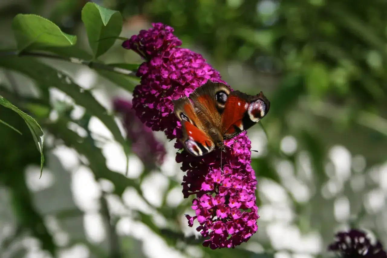 Fjäril på en lila blomklase av en buddleja, en invasiv art som lockar många insekter.
