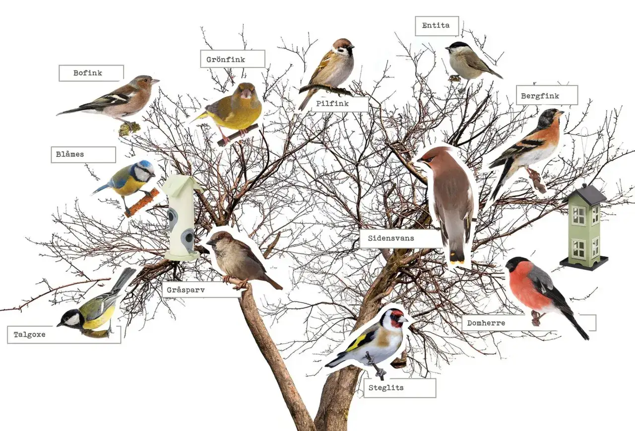 Talgoxe, gr&ouml;nfink, bofink och andra f&aring;glar sitter i ett tr&auml;d. Ljudet av talgoxe h&ouml;rs i bakgrunden.