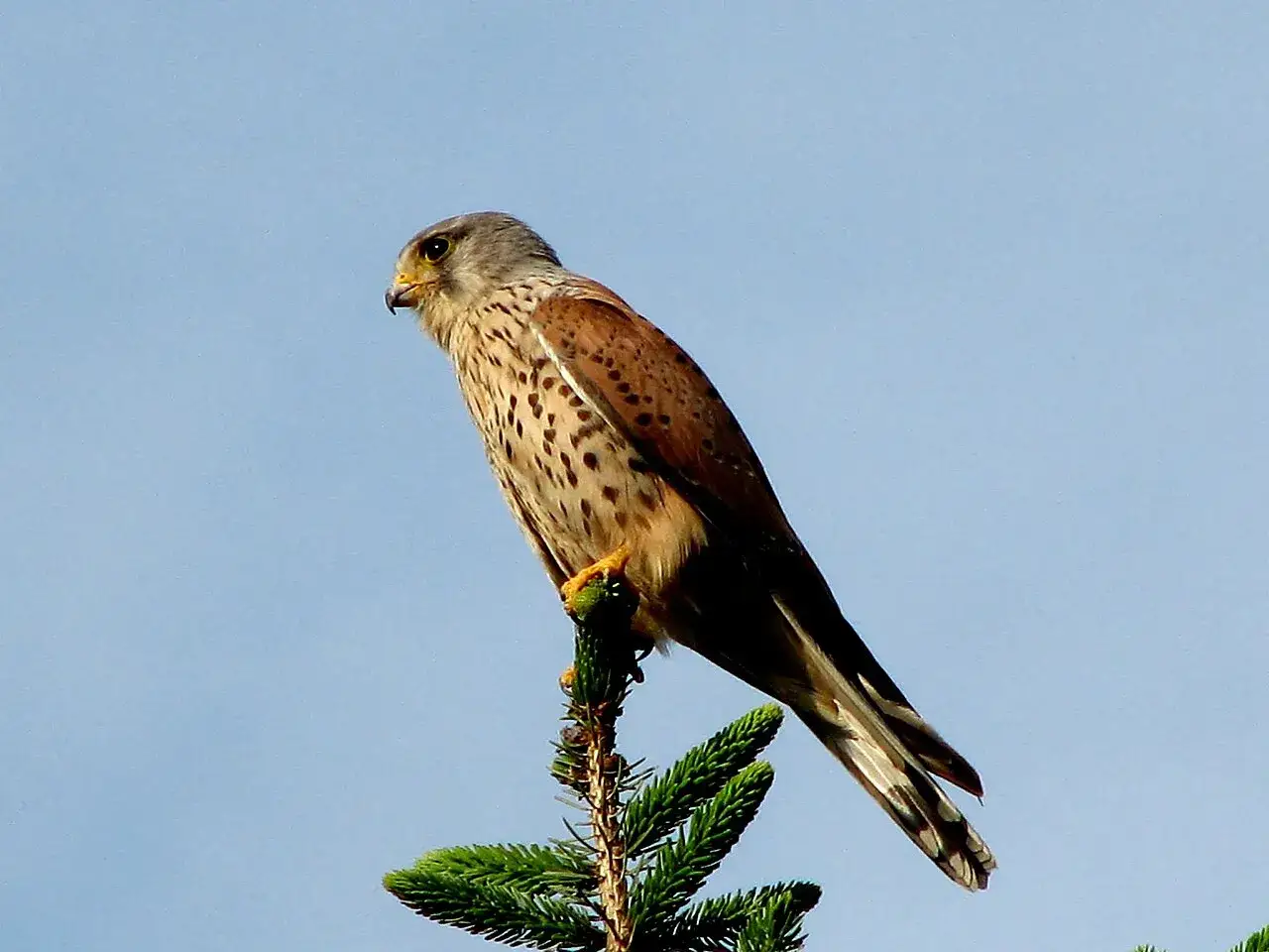 En liten rovf&aring;gel, en tornfalk, sitter p&aring; en grankvist mot en bl&aring; himmel.