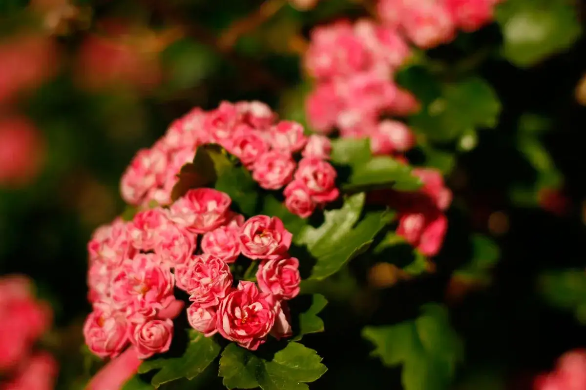 En klunga av rosa blommor fr&aring;n en amerikansk hagtorn, med gr&ouml;na blad och suddig bakgrund.