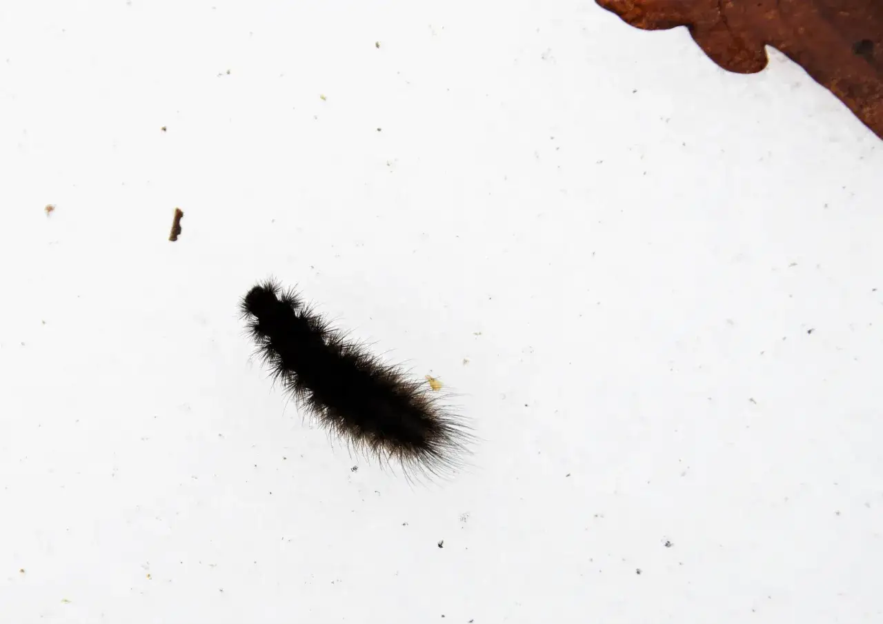 En fluffig, svart larv kryper över en vit yta. En bit av ett brunt löv syns i övre högra hörnet.