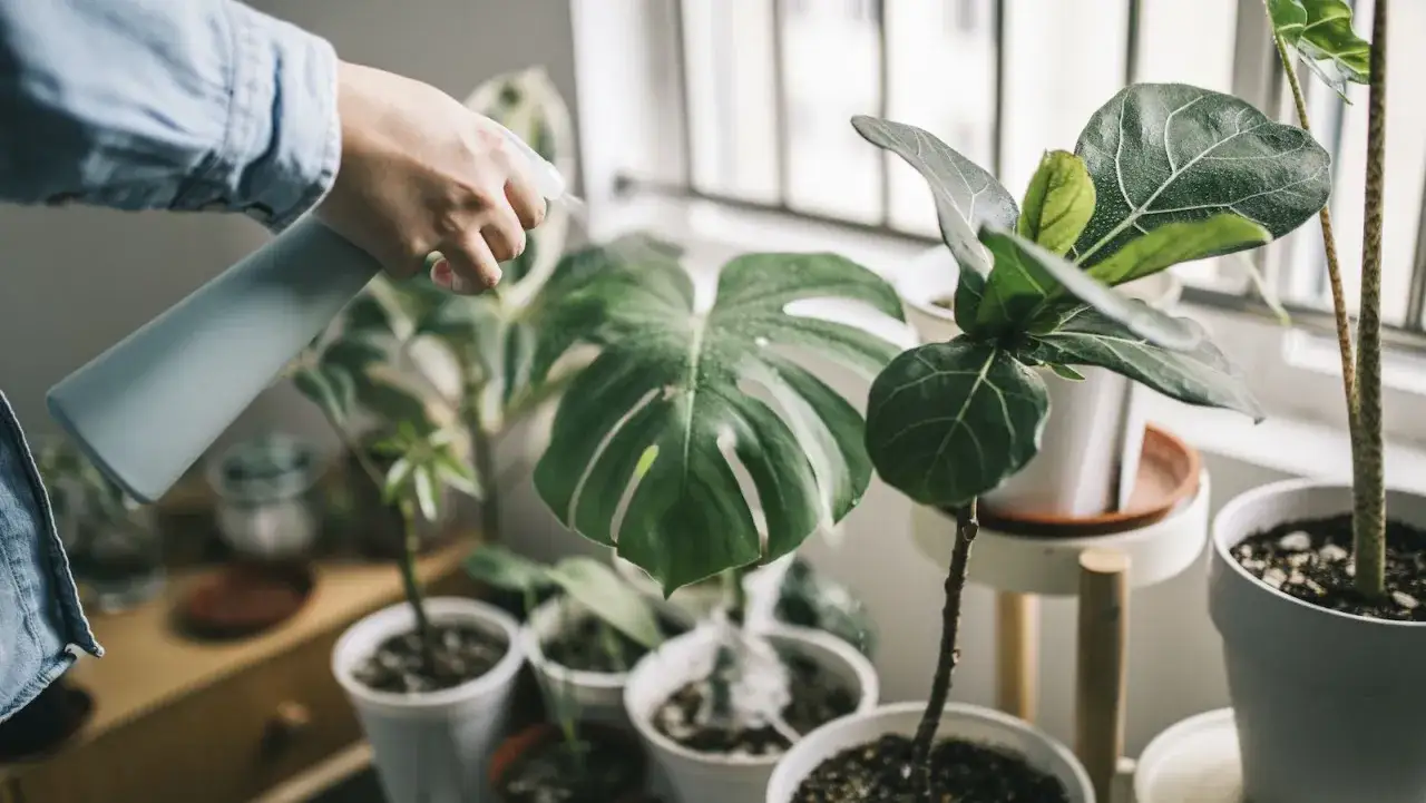 En hand sprayar vatten på en stor, flikig monstera. Även om monstera är vacker, kom ihåg att den är giftig.