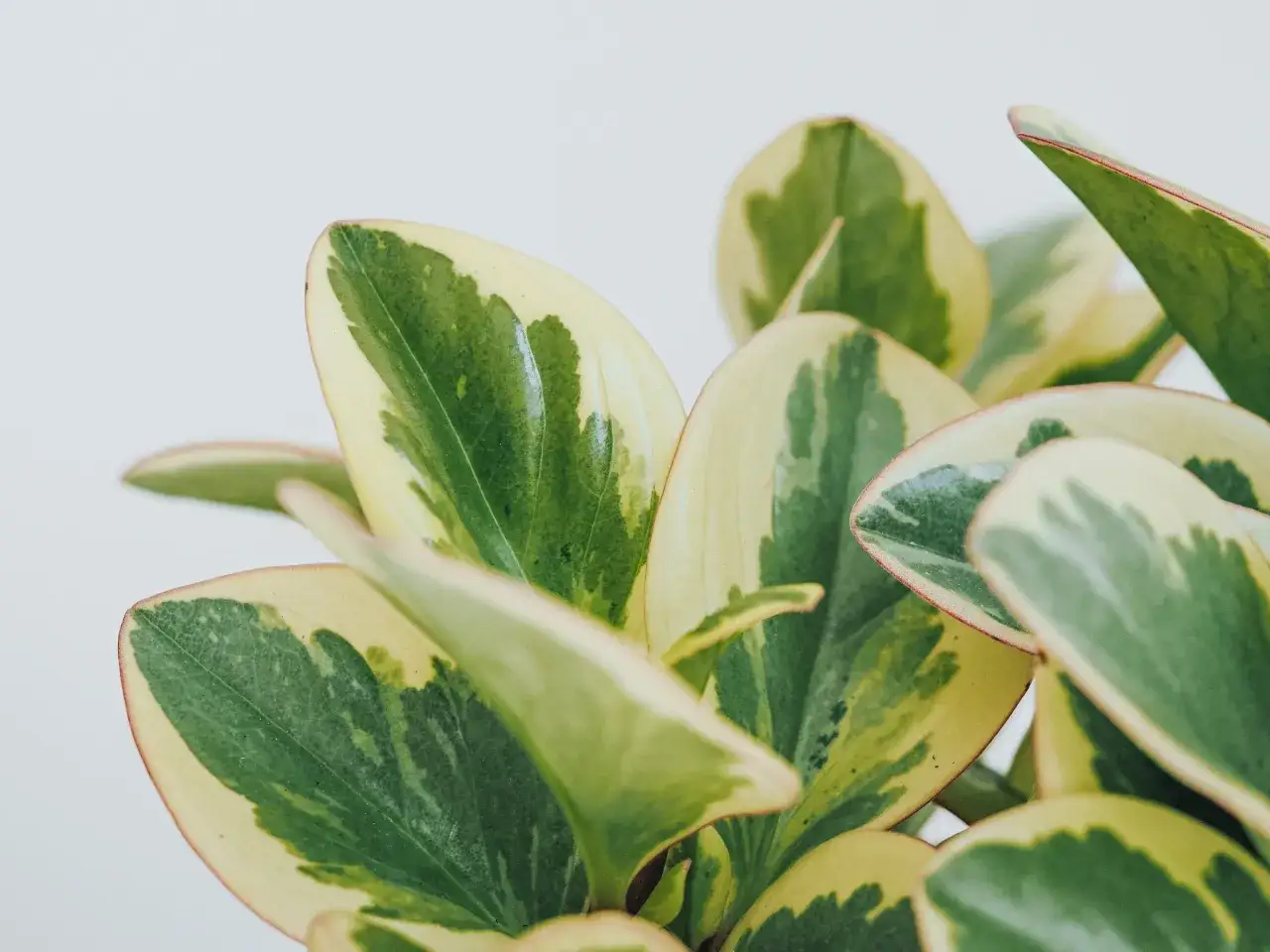 Närbild på en brokig peperomia, en av många vackra peperomia sorter. Bladen har gröna och gulvita mönster.