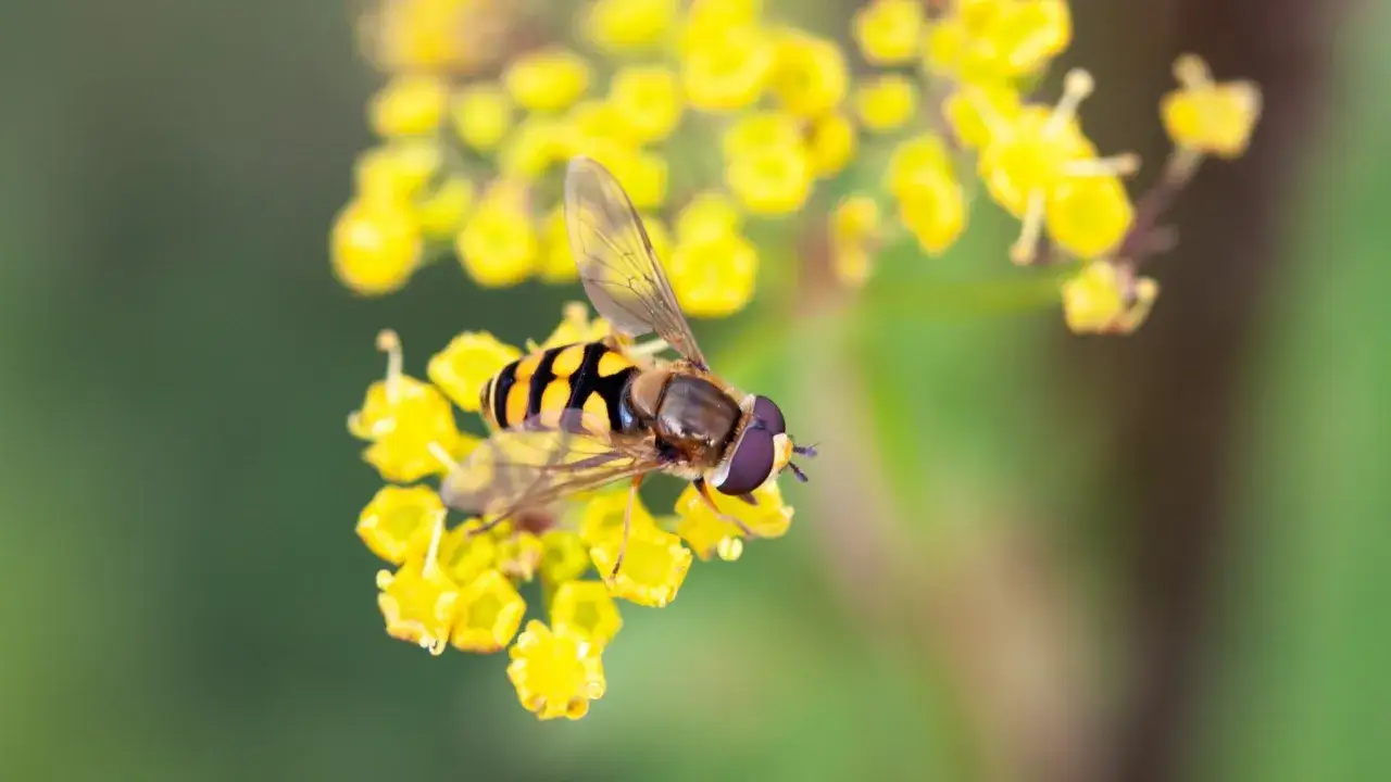 En gul fluga insekt med svarta r&auml;nder sitter p&aring; en klunga av sm&aring; gula blommor.