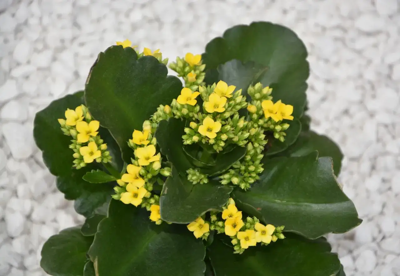 En n&auml;rbild av en Calathea crocata med sina sm&aring;, gula blommor och m&ouml;rkgr&ouml;na blad. Blommorna ser ut som sm&aring; solar mot den vita bakgrunden av stenar.