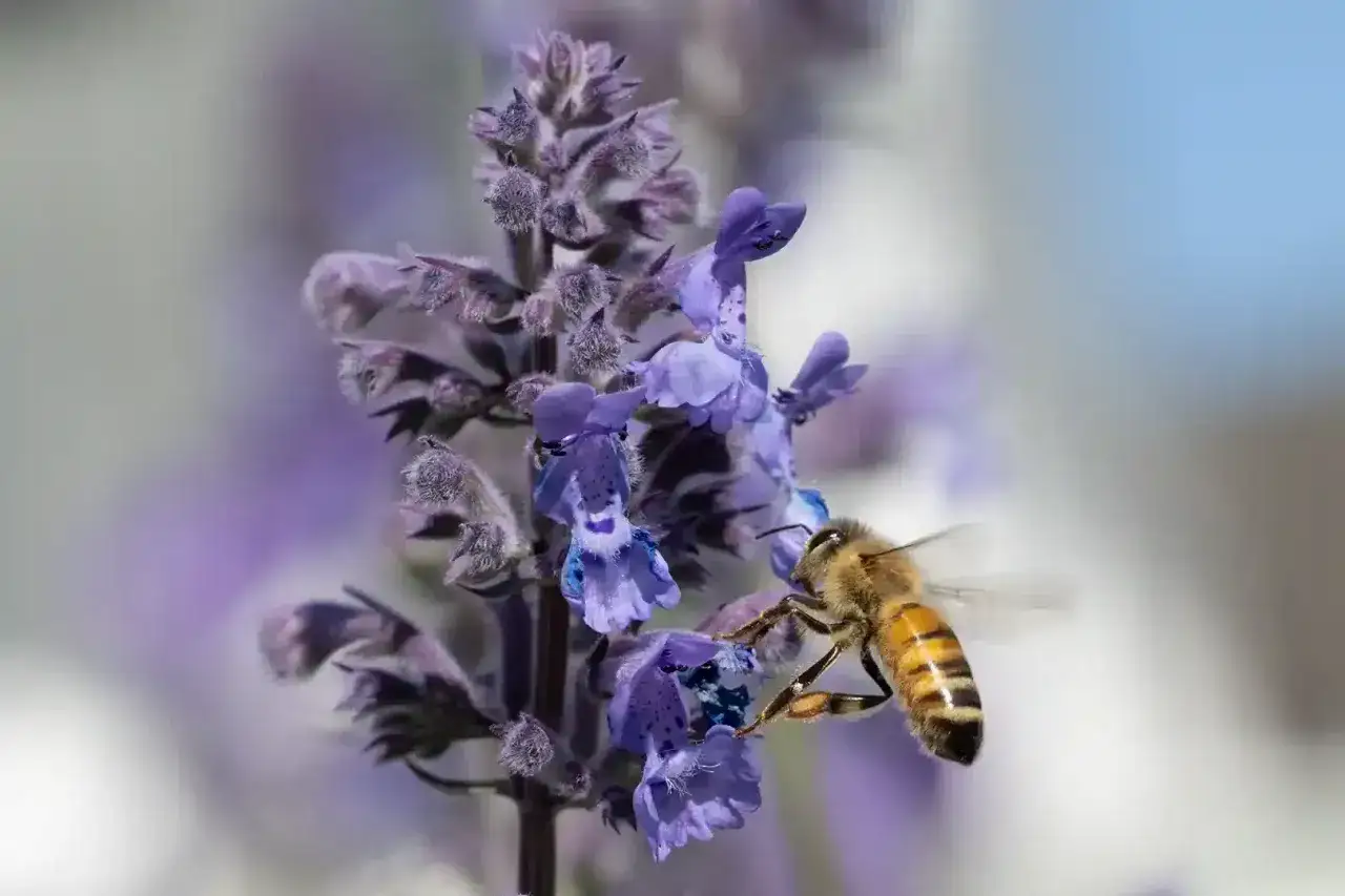 Ett bi samlar nektar fr&aring;n lila blommor som bin gillar.