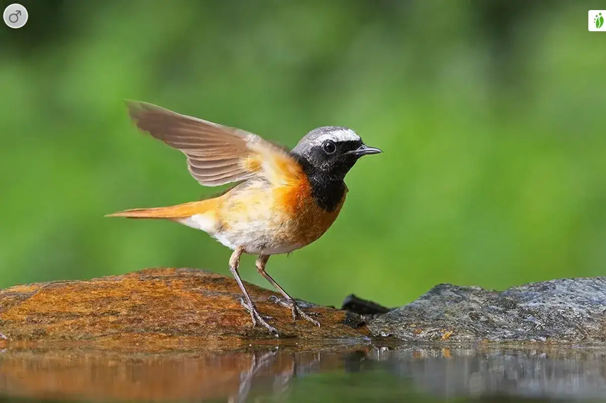 En liten fågel med orange mage och svarta detaljer på huvudet står på en sten vid vattenbrynet med vingarna lätt utspända.