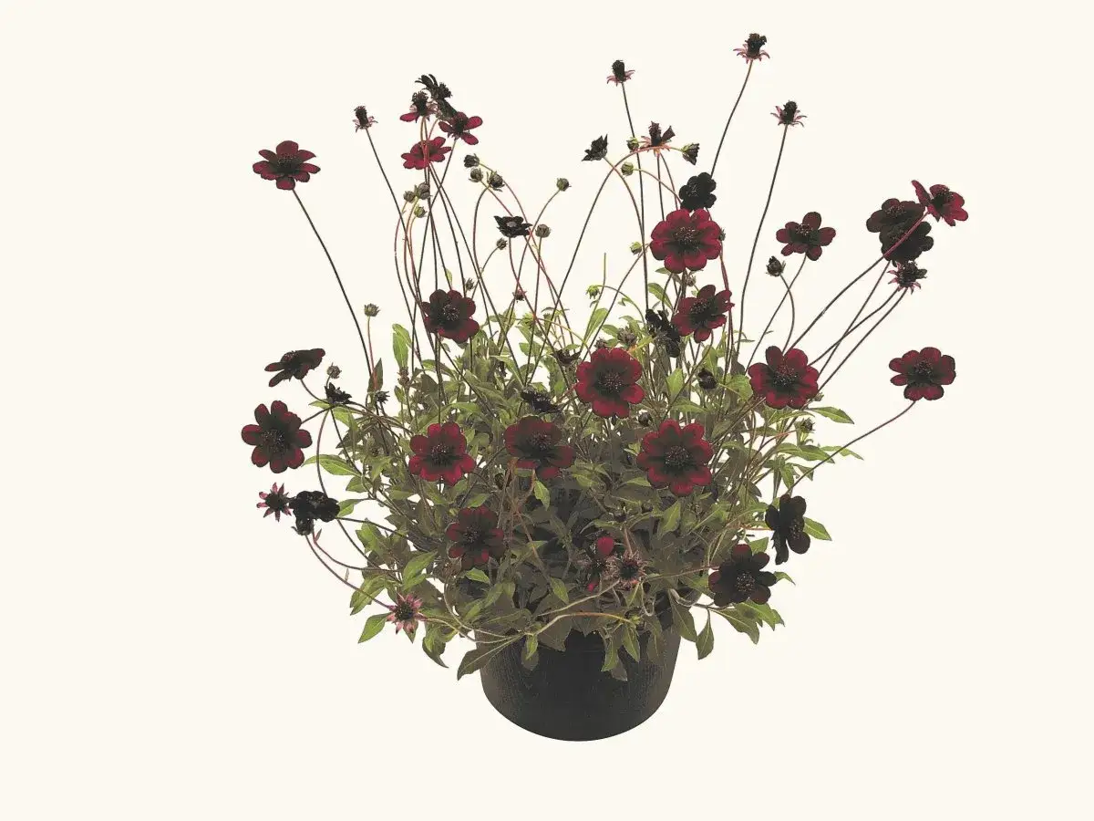 En mörk chokladblomma i kruka, med djupa vinröda blommor och mörkgröna blad. En vacker syn som påminner om mörk choklad.