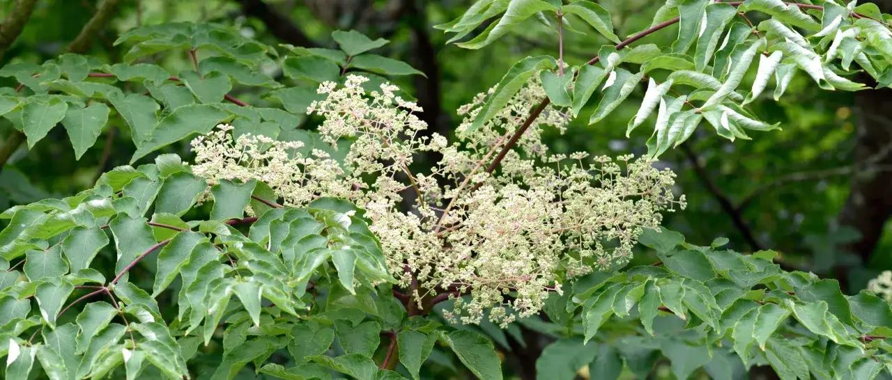 Gr&ouml;na blad omger en klunga av sm&aring;, ljusa blommor. Aralia blomma i full blom.