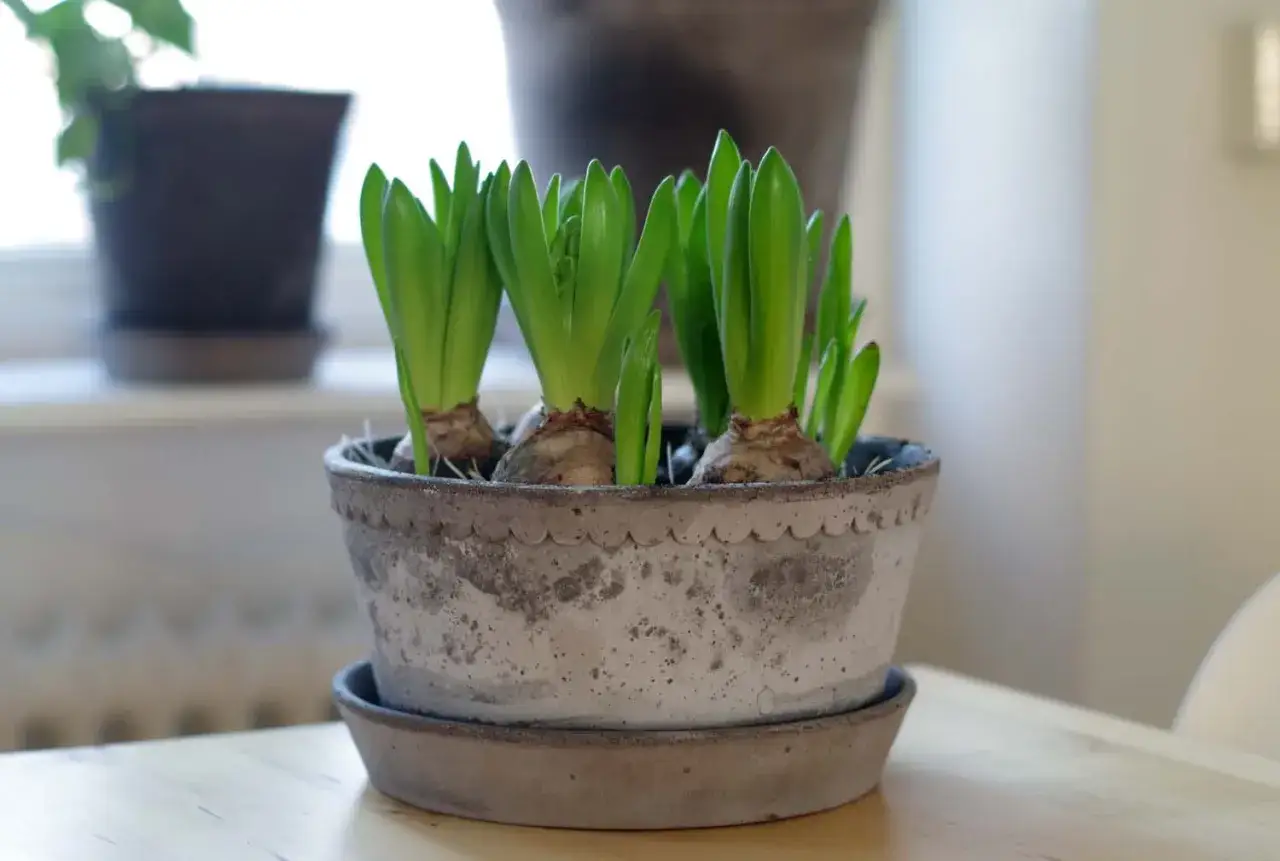 Flera hyacintl&ouml;kar med gr&ouml;na blad i en gr&aring; kruka. En fin p&aring;minnelse om att det snart &auml;r dags att fundera p&aring; hur ska man vattna hyacinter f&ouml;r att de ska blomma.