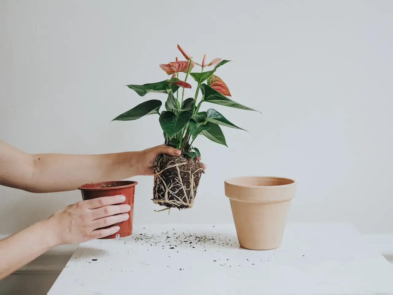 Hoya carnosa-plantan tas ur sin kruka, redo f&ouml;r omplantering.