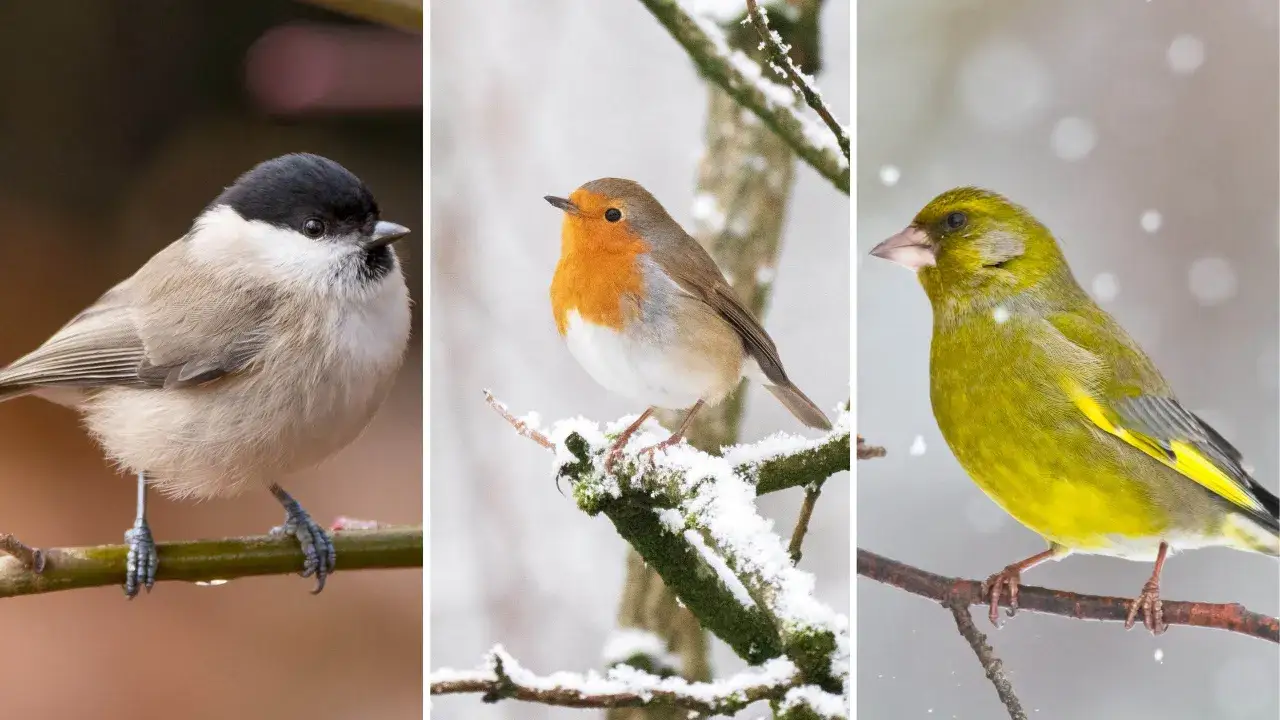 Tre små mesfåglar i Sverige: en talltita, en rödhake och en grönfink, sitter på snöiga grenar.