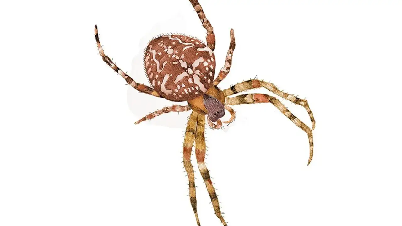 En illustration av en stor, brun och vitfl&auml;ckig spindel med randiga ben. Den ser inte ut som en av de giftiga spindlar i Sverige som man beh&ouml;ver oroa sig f&ouml;r.