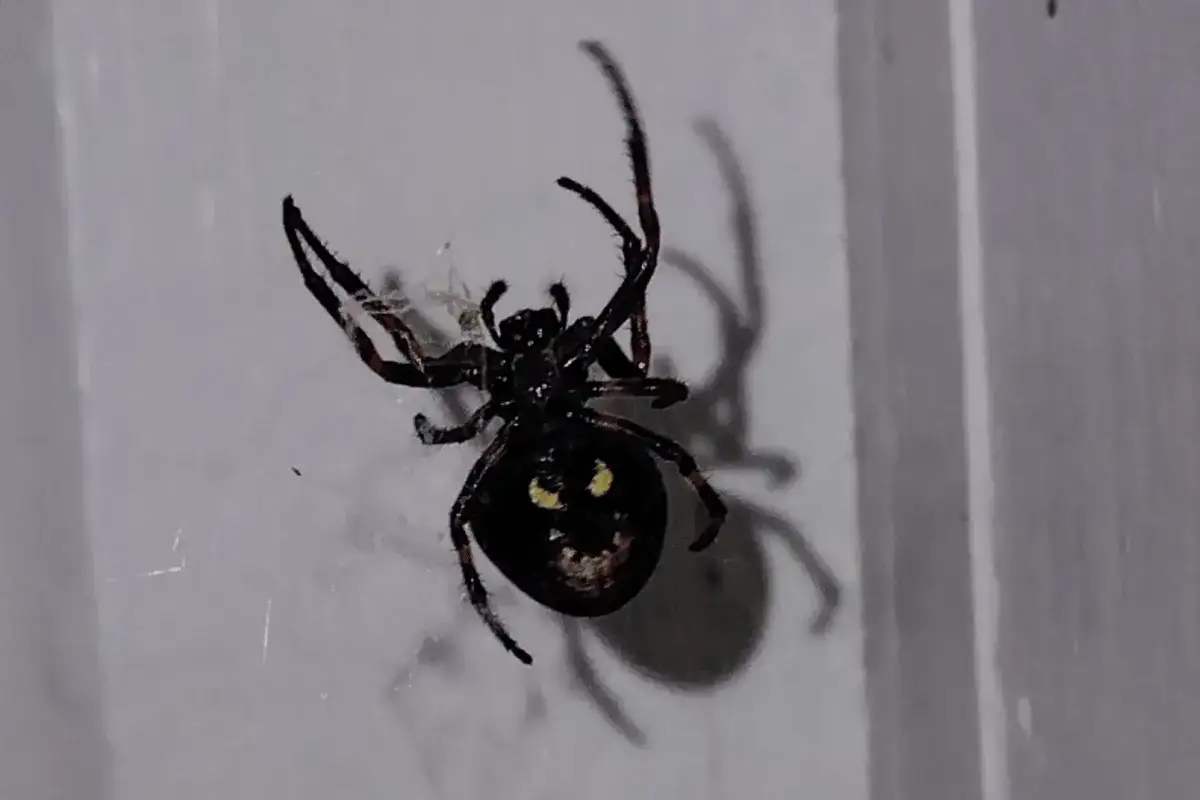 Stor svart spindel med gula markeringar på bakkroppen, som ser ut som ett ansikte. Den sitter på en vägg inomhus.