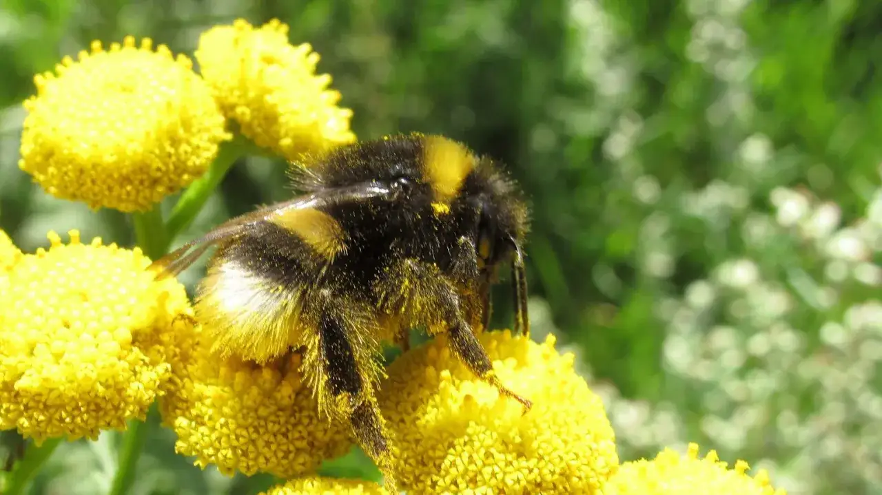 En humla, en insekt med gadd, samlar nektar från gula blommor.