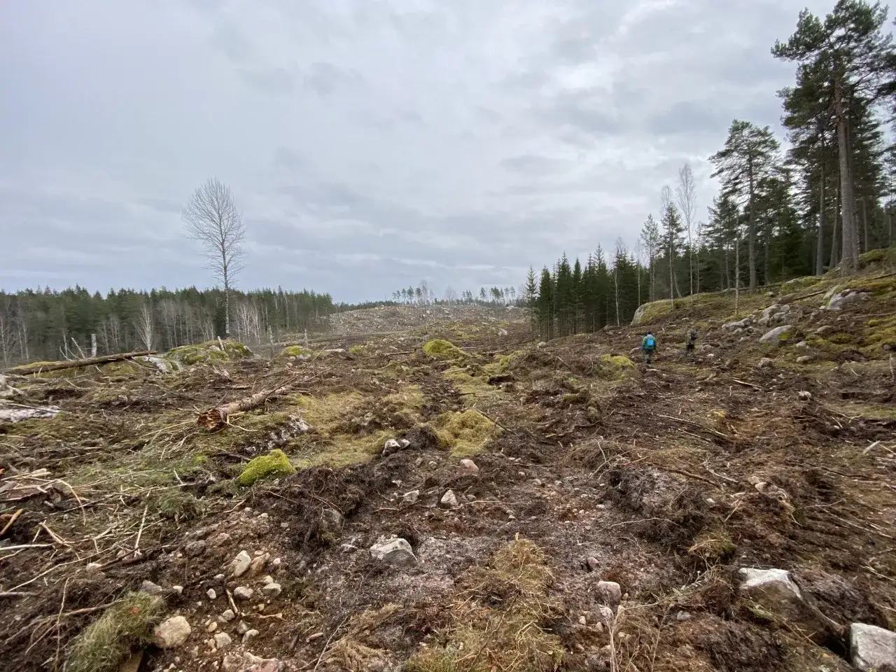 Avverkad skog med stenar och mossa. En ensam bj&ouml;rk st&aring;r kvar. Kanske granbarkborre i vedh&ouml;garna.