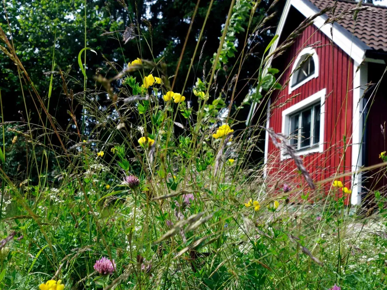 En r&ouml;d stuga skymtar bakom h&ouml;gt gr&auml;s och gula blommor. En bi bo kan finnas h&auml;r.
