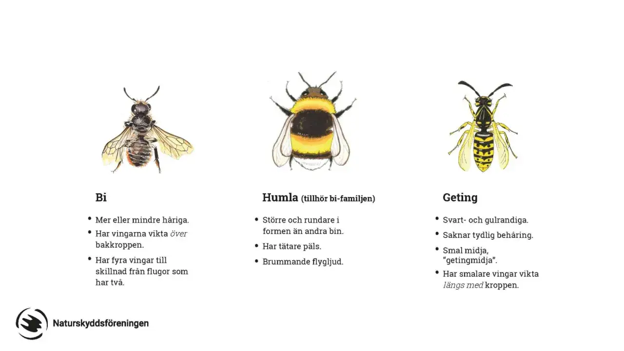 Tre insekter: bi, humla och geting. L&auml;r dig k&auml;nna igen dem och om kan bin stickas.