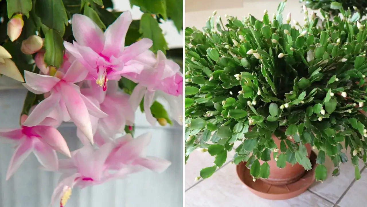 En vacker novemberkaktus stickling med rosa blommor och knoppar. En annan bild visar en fullvuxen novemberkaktus i kruka.