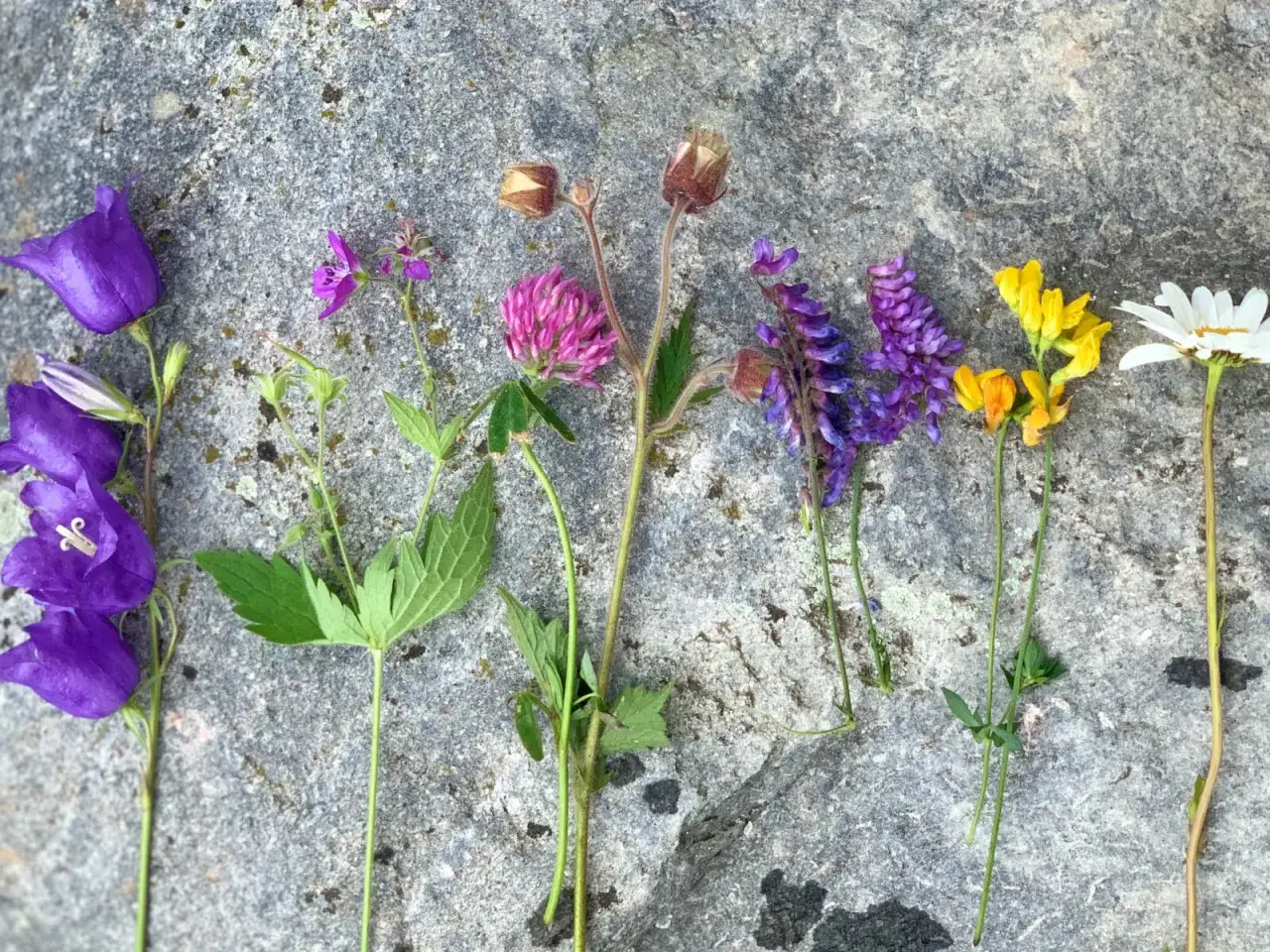 Sju sorters blommor, från blåklockor till prästkrage, ligger utspridda på en grå sten.