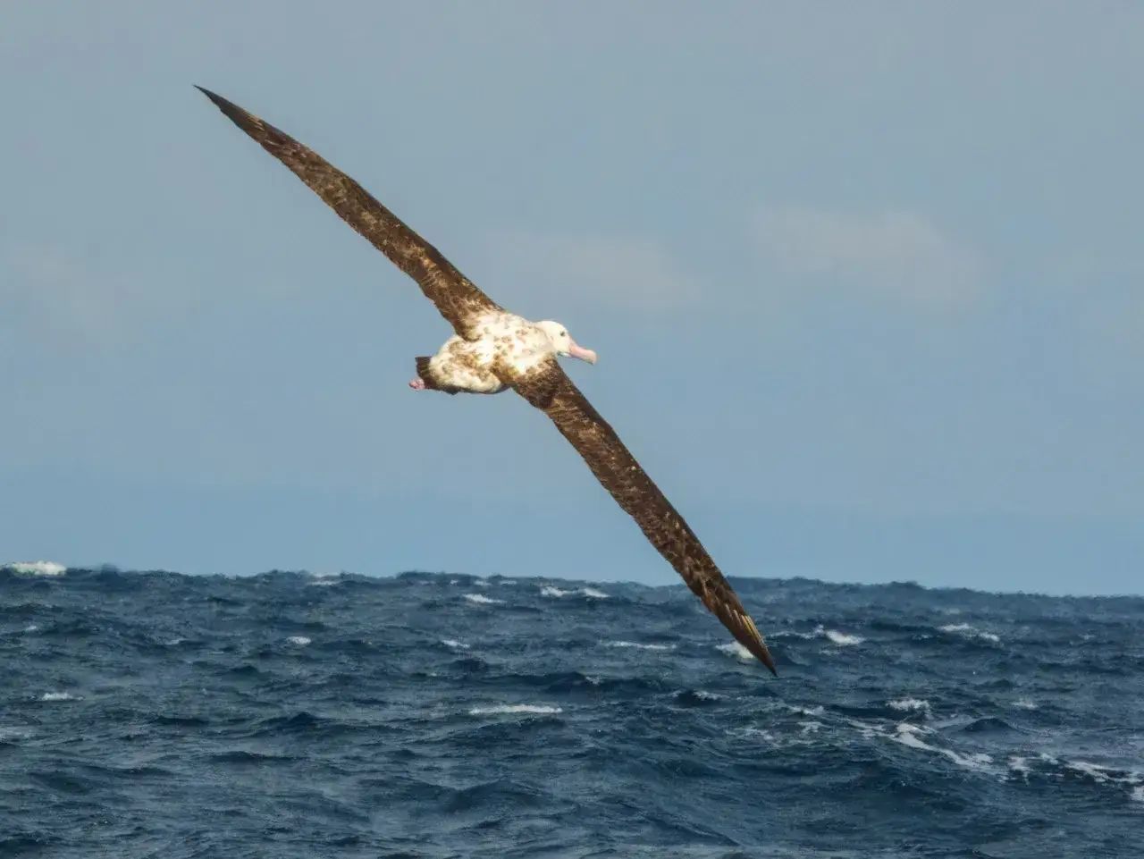 En stor albatrossf&aring;gel glider majest&auml;tiskt &ouml;ver ett stormigt hav.