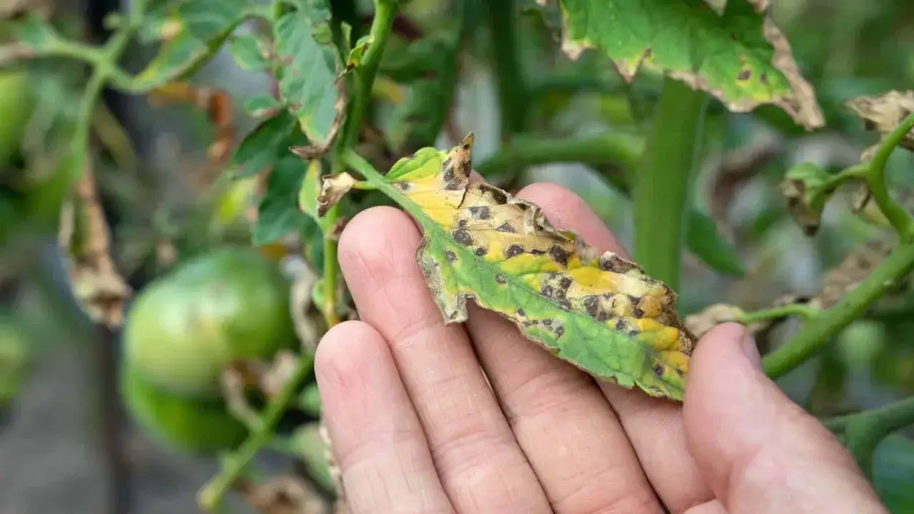 En hand h&aring;ller ett tomatblad med m&ouml;rka fl&auml;ckar och gula prickar p&aring; bladen, tecken p&aring; sjukdom.