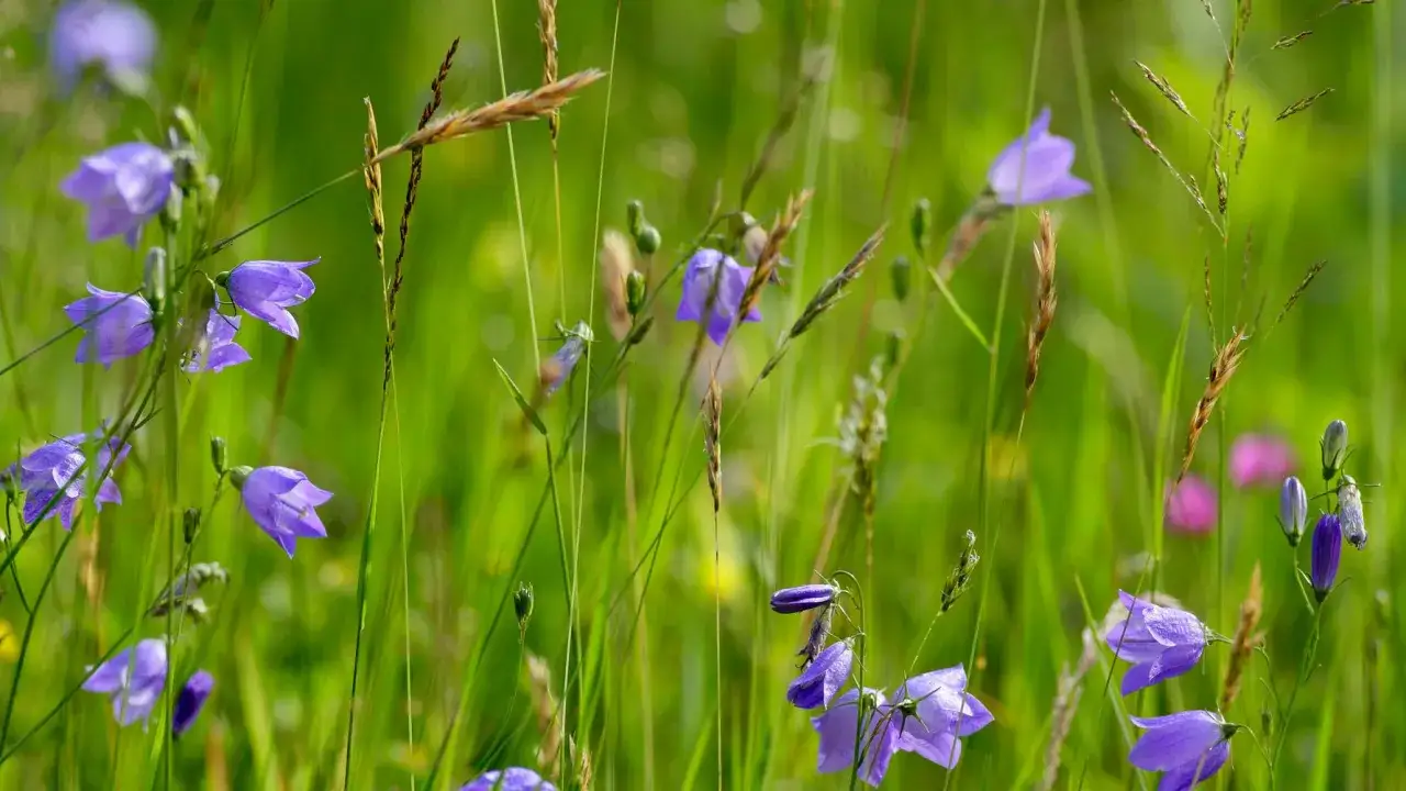 Blåklockor, Sveriges nationalblomma, blommar i en grön äng bland grässtrån.