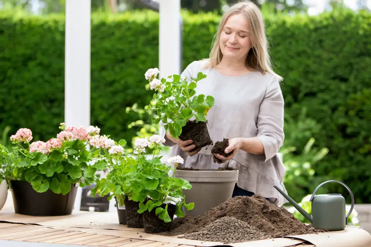 Kvinna planterar om pelargoner utomhus. Hon h&aring;ller en planta med r&ouml;tter och jord i h&auml;nderna, redo att s&auml;tta ner den i en ny kruka.