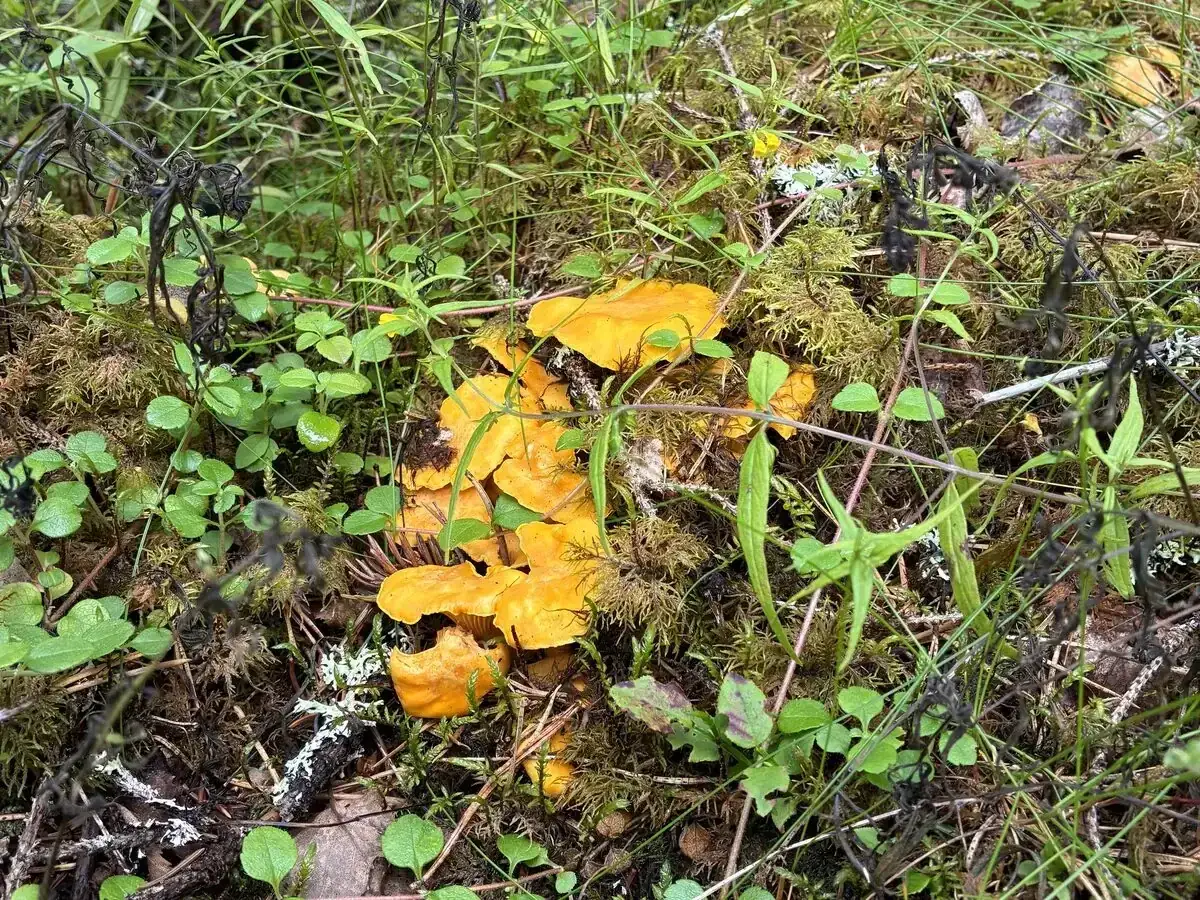 En klunga små kantareller lyser upp den mossiga skogsmarken bland gröna blad och torra kvistar.