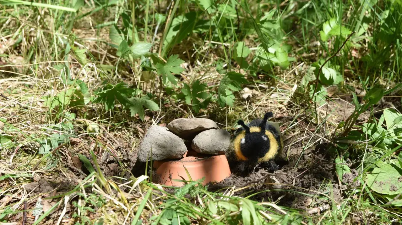 Här ser du hur ett humlebo kan se ut. En liten humla vilar vid ingången till sitt bo, som är byggt under stenar och en kruka.