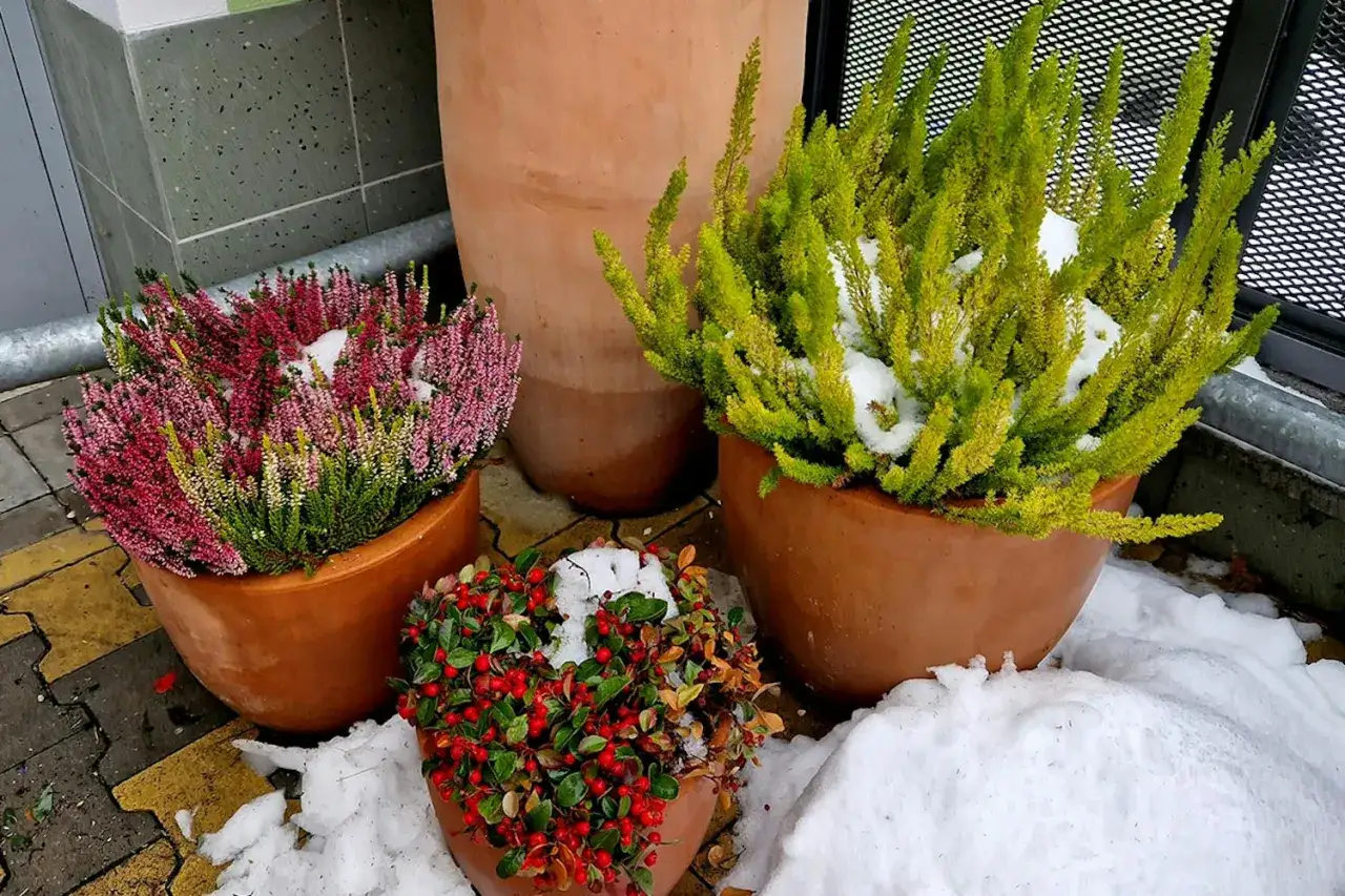Vinterplantering i kruka ute visar tåliga växter med snö. Ljusrosa ljung, grön ljung och röda bär i terrakottakrukor.