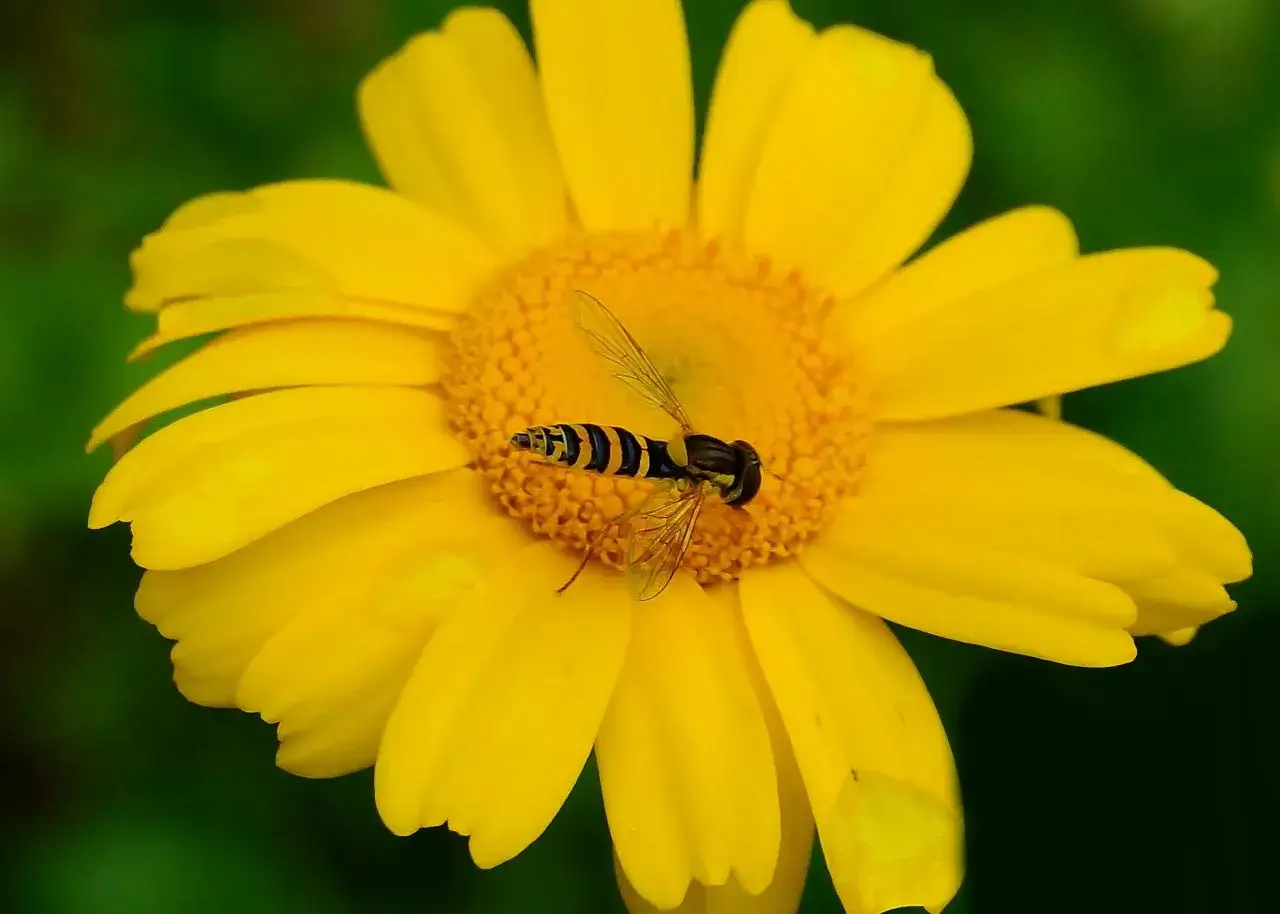 En blomsterfluga med randig kropp sitter på en gul blomma och pollinerar.