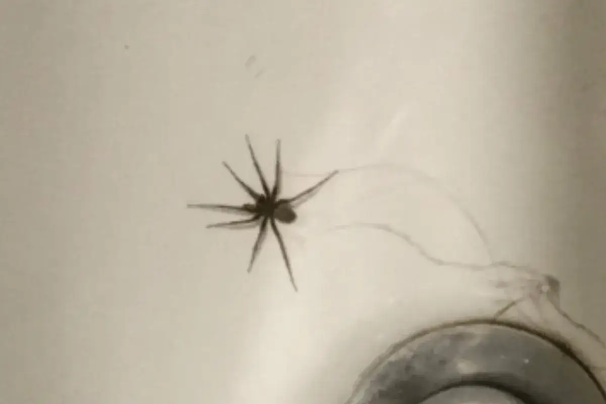 En mindre husspindel med långa ben sitter på en ljus yta, kanske i ett handfat.