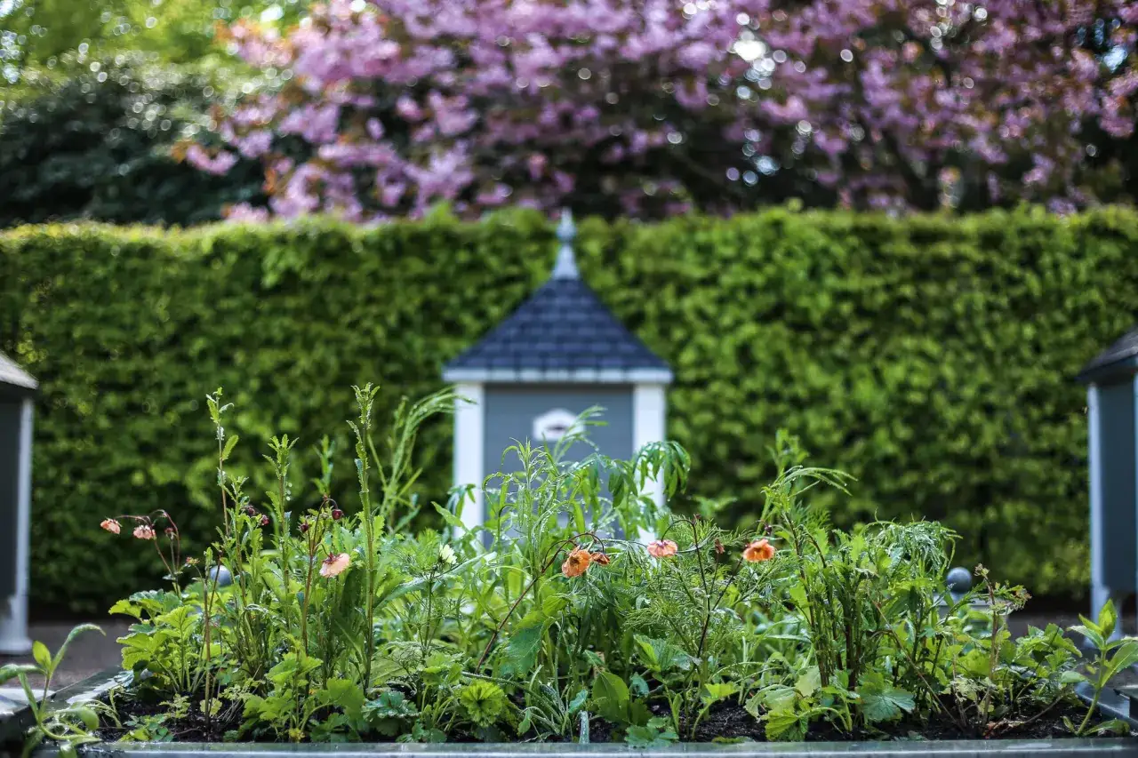 En rabatt med blommor som bin inte gillar, med en gr&ouml;n h&auml;ck och rosa blommor i bakgrunden.