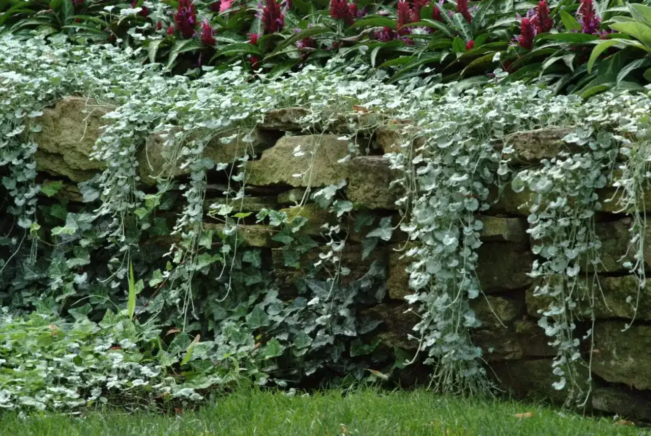 Silver falls av silvergr&ouml;nt bladverk som kl&auml;ttrar &ouml;ver en stenmur, med m&ouml;rka blad och r&ouml;da blommor i bakgrunden.