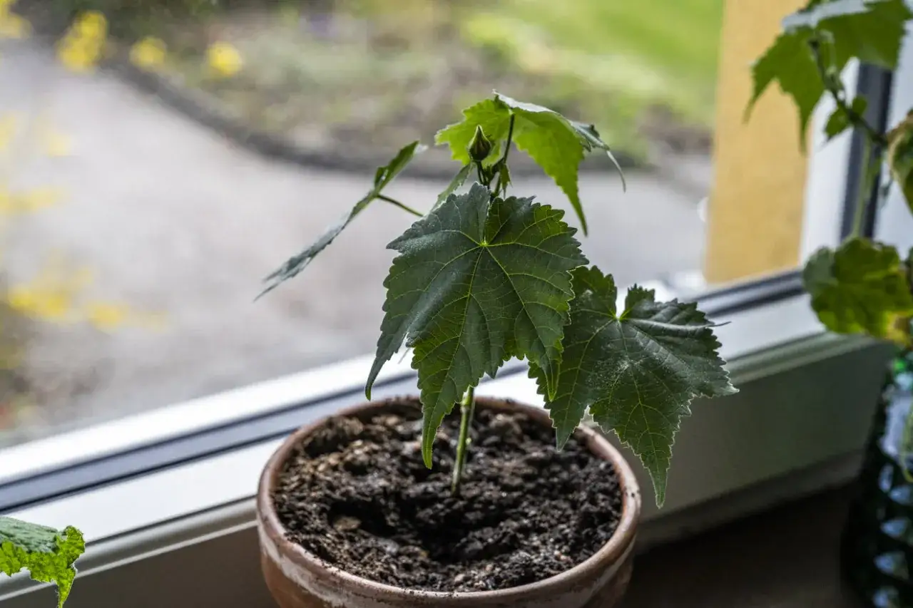 En gr&ouml;n klockmalva stickling med stora blad v&auml;xer i en terrakottakruka vid ett f&ouml;nster.