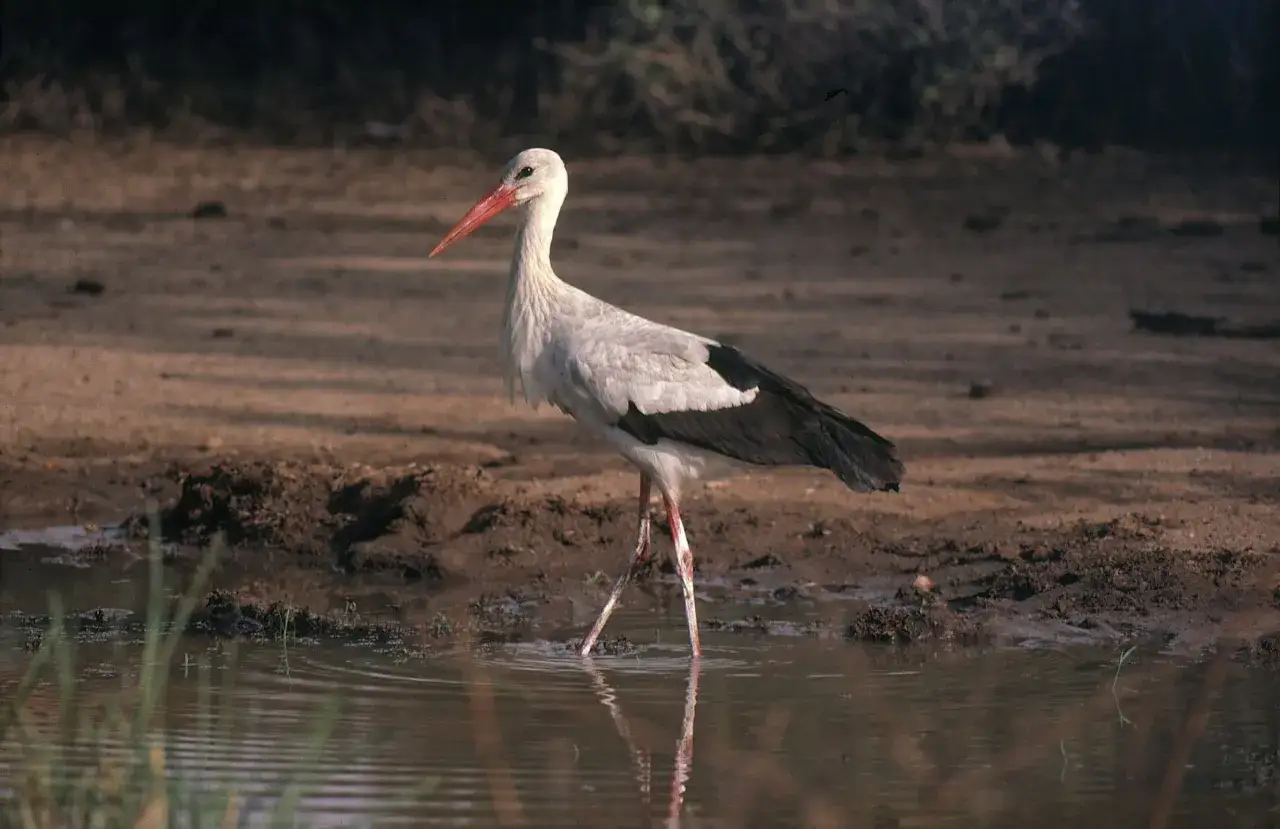 En vit stork med röd näbb står i grunt vatten. En vacker stork i Sverige, redo att fiska.