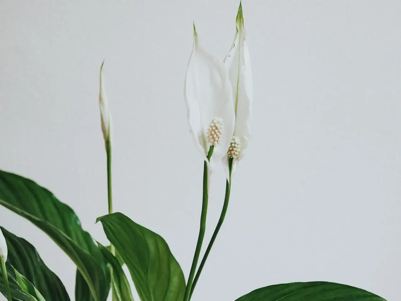 Tv&aring; vita fredskalla blommor med gr&ouml;na blad mot en ljus bakgrund.