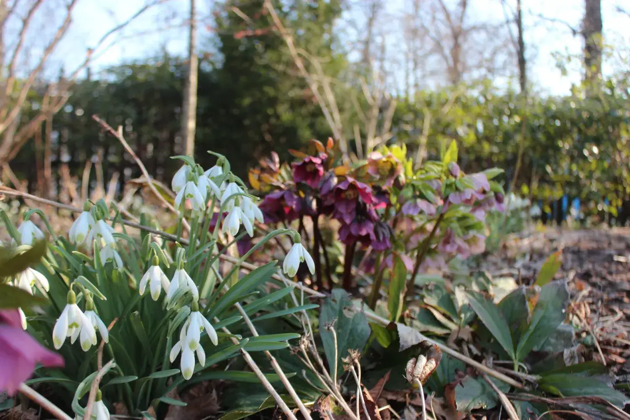 Vitsippor och mörklila julros perenn blommar i solljus. En vacker vårscen i trädgården.