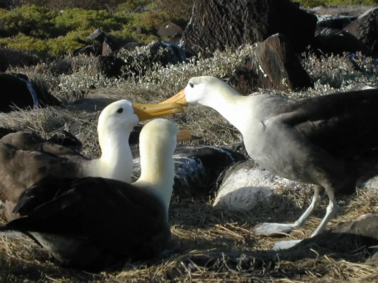 Tre albatrosser i Sverige, två med vita huvuden och en med mörkare fjäderdräkt, interagerar på en klippig, gräsbevuxen mark.