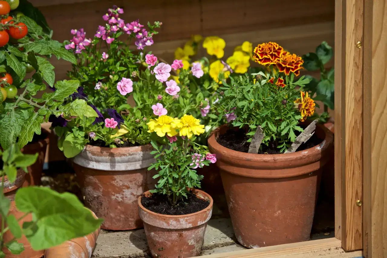 En samling färgglada penséer i kruka, tillsammans med tomater och tagetes, skapar en livlig hörna i trädgården.