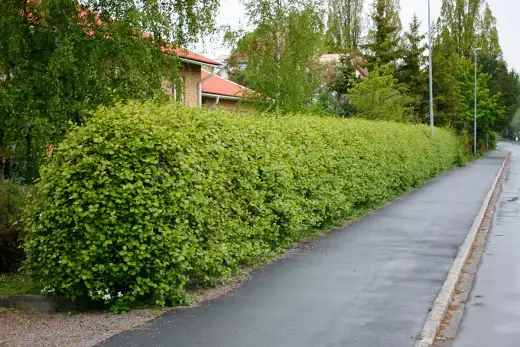 Amerikansk hagtorn: Hagtornshäck som skyddar & blommar?